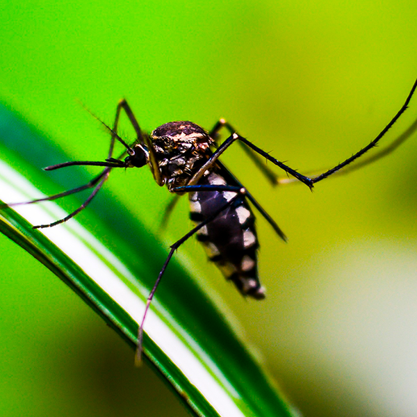 Cómo prevenir el dengue, zika y chikungunya