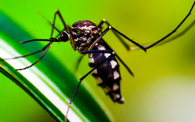Cómo prevenir el dengue, zika y chikungunya